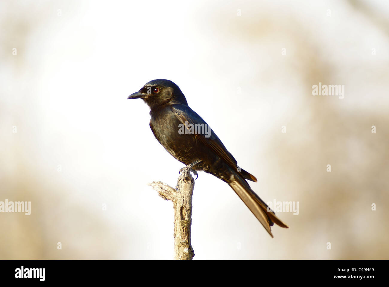 Gabel-tailed Drongo Stockfoto