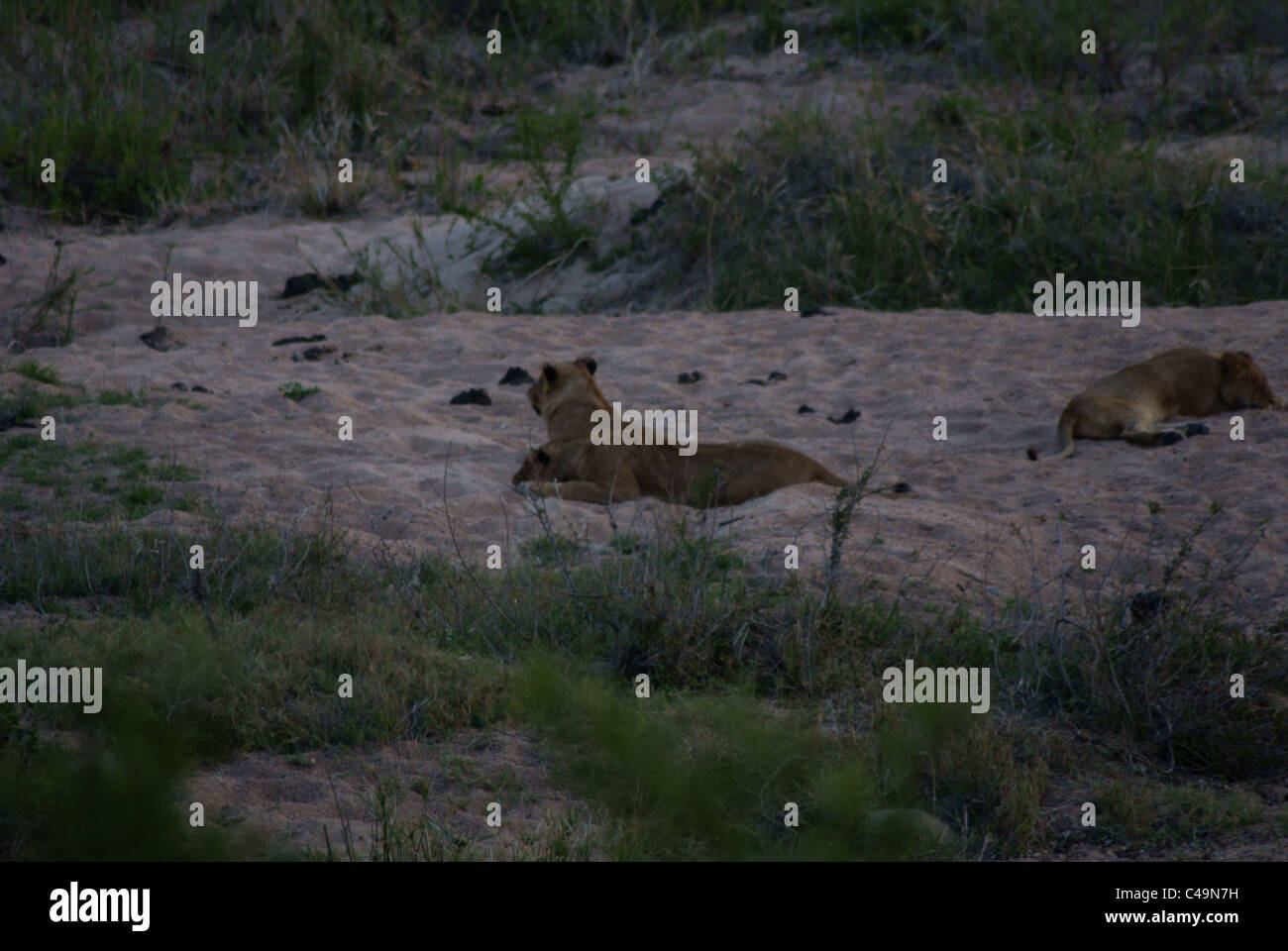 Wilde Löwin Stockfoto