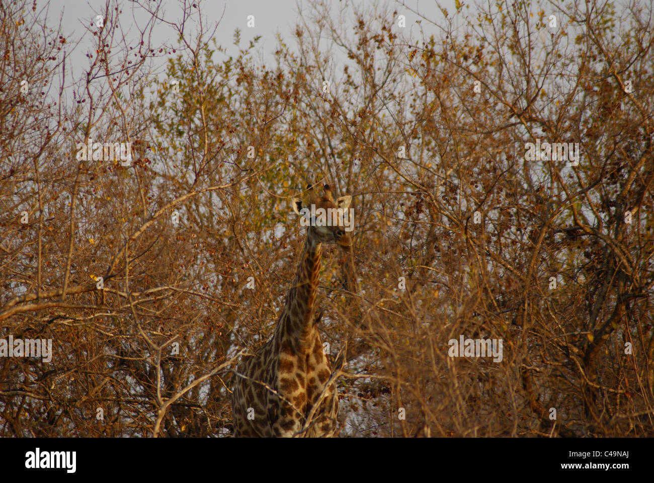 Giraffe im Krüger Nationalpark, Südafrika Stockfoto