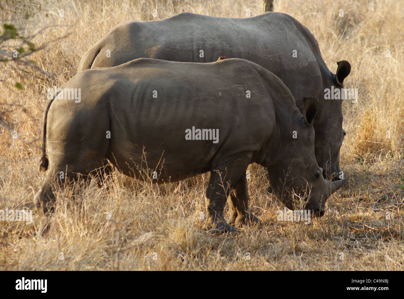 Nashörner im Krüger National Park, Südafrika Stockfoto