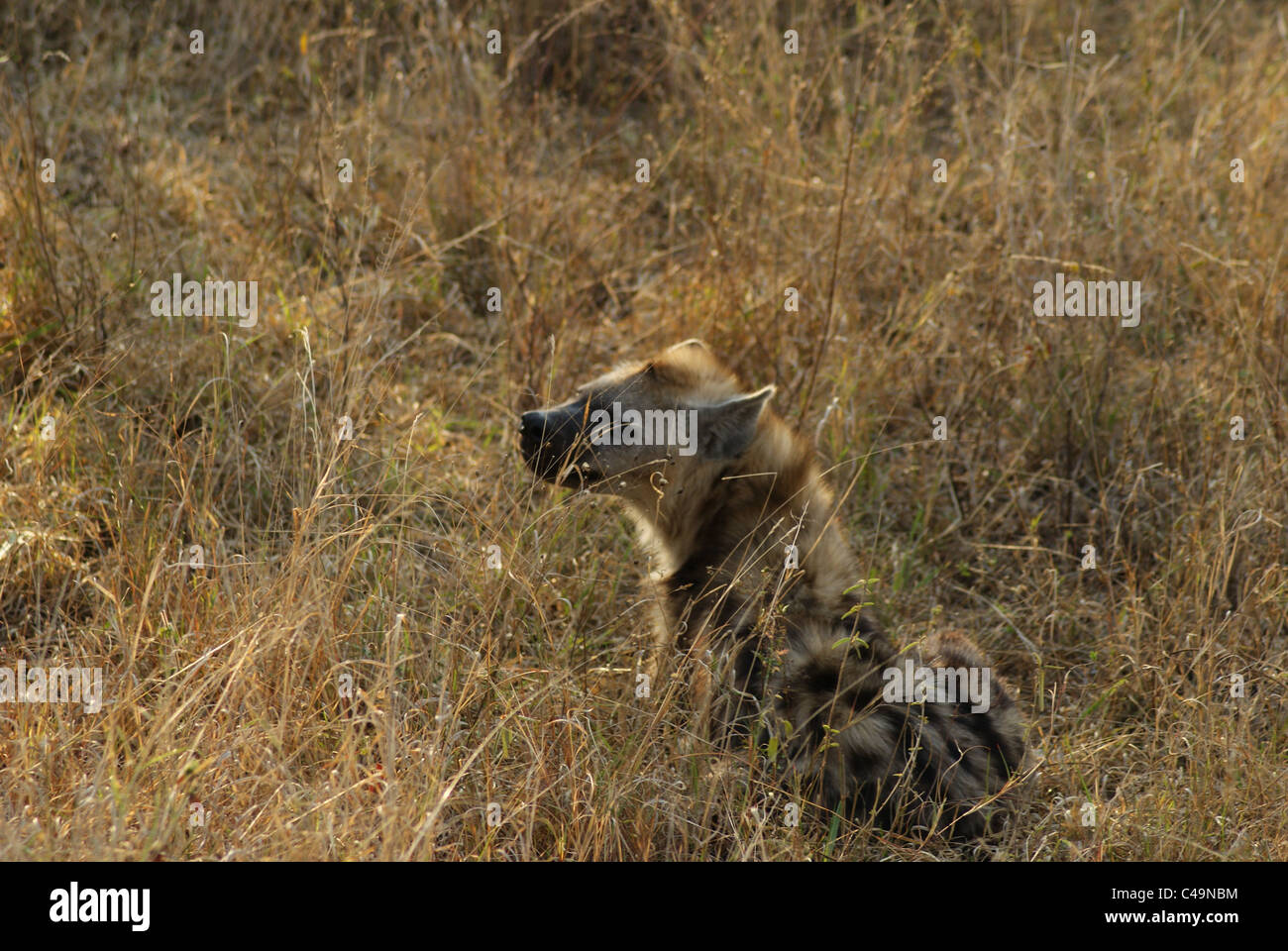 Wilden Hyäne Stockfoto