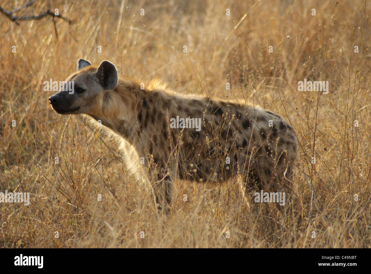 Wilden Hyäne Stockfoto