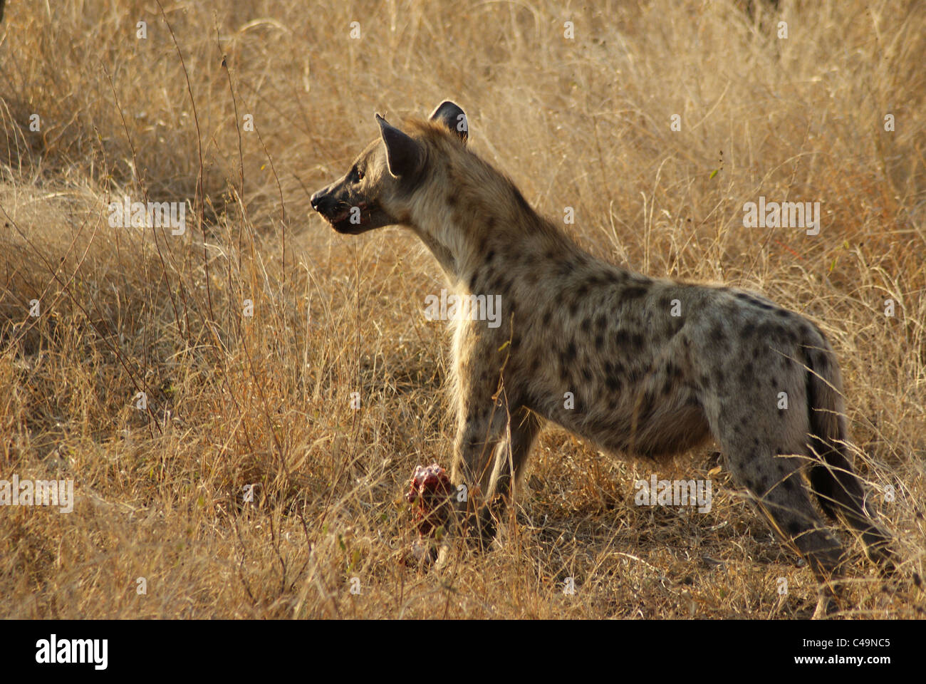 Wilden Hyäne Stockfoto