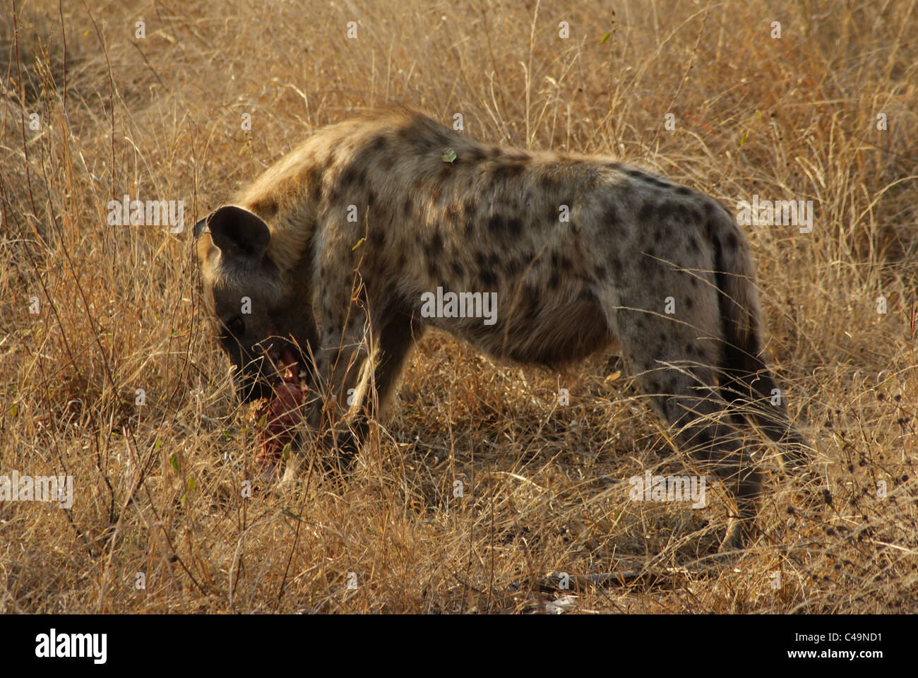 Wilden Hyäne Essen Stockfoto