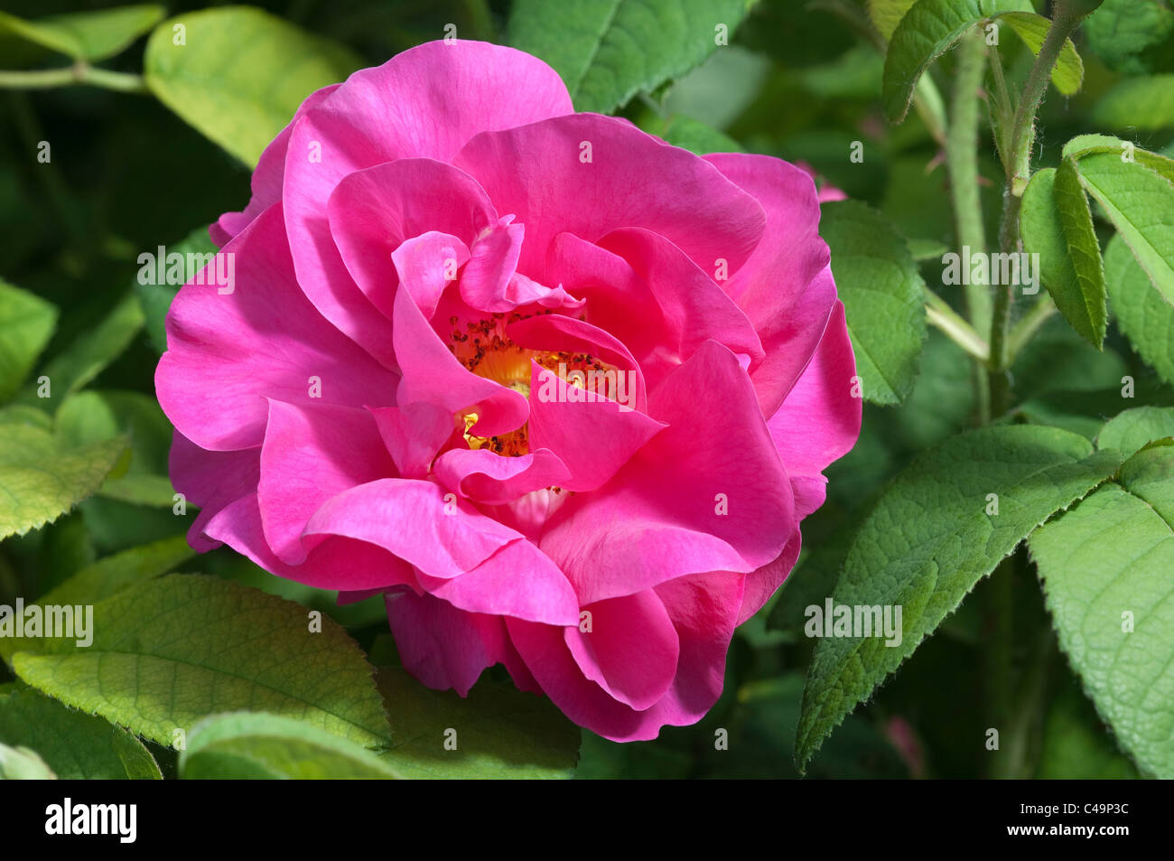 Apothecarys Rose (Rosa Gallica Officinalis) blüht. Stockfoto