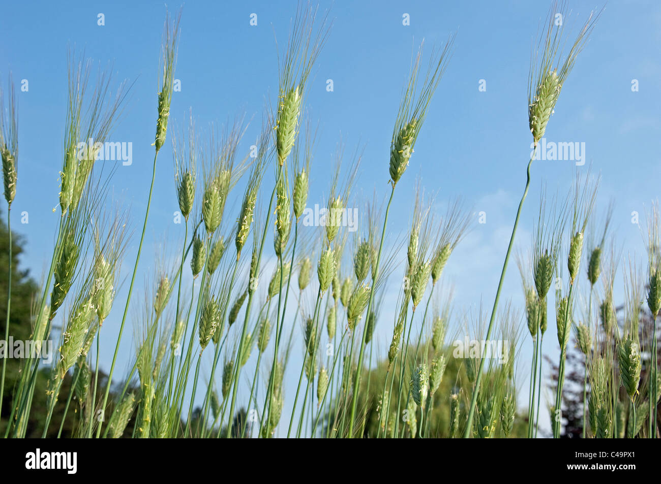 Einkorn Weizen (Triticum Kulturgetreide), Blüte Ohren auf einem Feld. Stockfoto