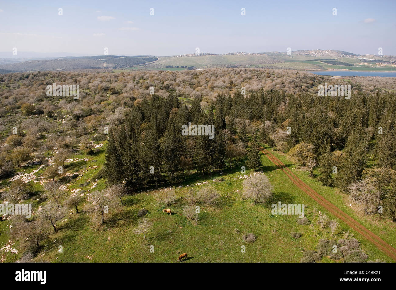 Luftaufnahme der grünen Felder in der unteren Galiläa Stockfoto