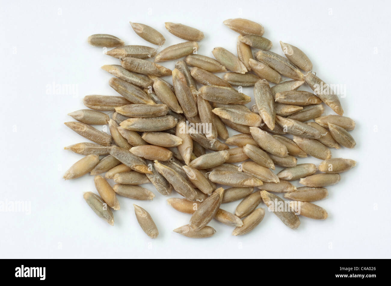 Roggen (Secale Cereale), Samen. Studio Bild vor einem weißen Hintergrund. Stockfoto