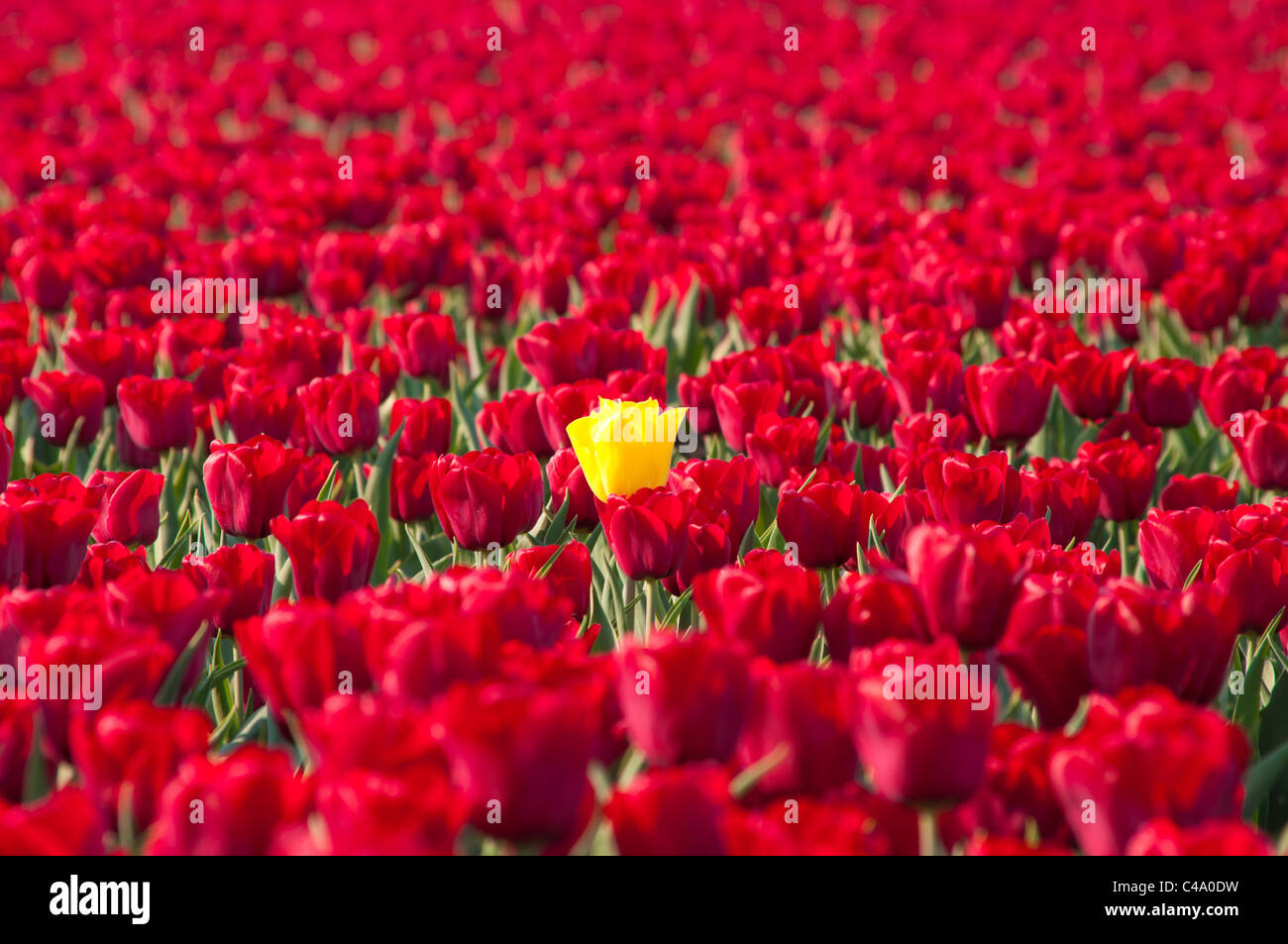 einzelne gelbe Tulpe stehend aus einem Feld mit roten Tulpen in Noordoostpolder, Niederlande Stockfoto