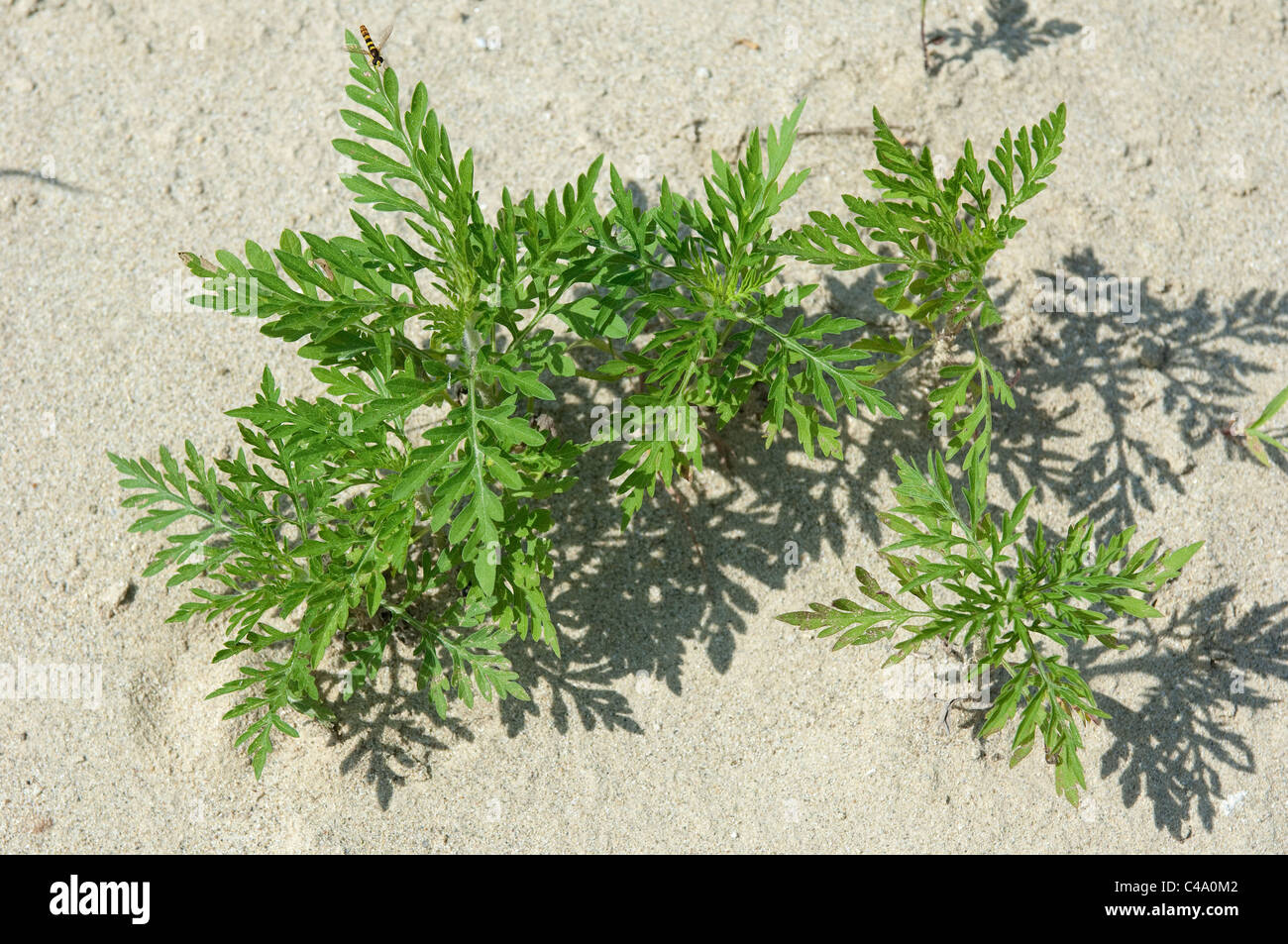 Jährliche Beifußblättrige Ambrosie (Ambrosia Artemisiifolia). Jungpflanzen von oben gesehen. Stockfoto