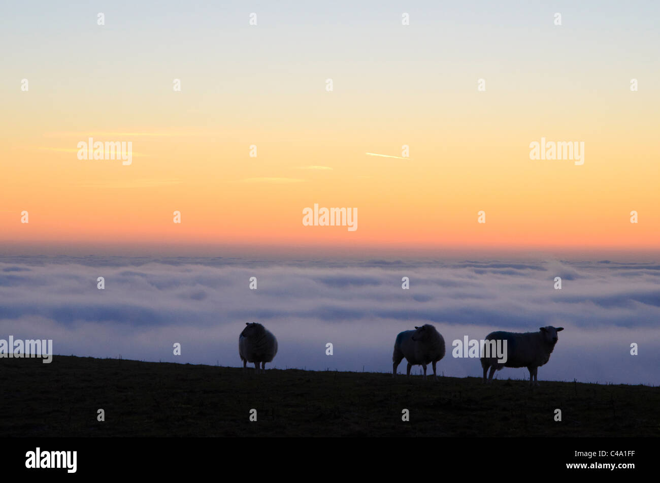 Schafe in den späten Abend oberhalb Wolke Inversion auf Hampsfell in der Nähe von Grange-über-Sande, Cumbria Stockfoto