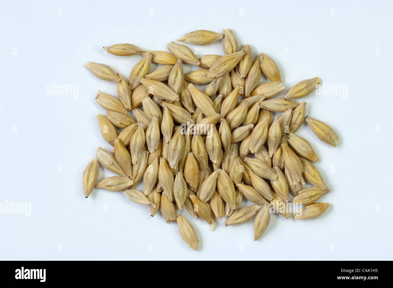 Vierreihigen Gerste (Hordeum Vulgare Vulgare), Samen. Studio Bild vor einem weißen Hintergrund. Stockfoto