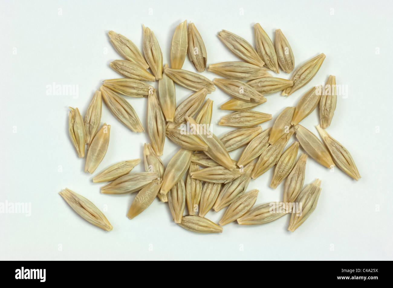 Wilde Gerste (Hordeum Vulgare Subspecies Spontaneum), Samen. Studio Bild vor einem weißen Hintergrund. Stockfoto