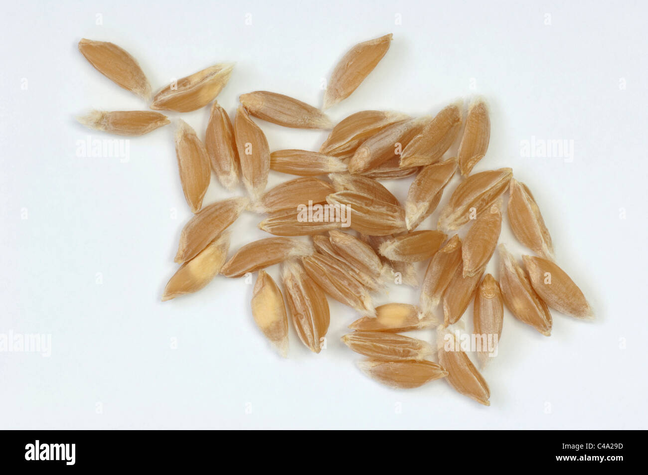 Einkorn Weizen (Triticum Boeoticum), Samen. Studio Bild vor einem weißen Hintergrund. Stockfoto