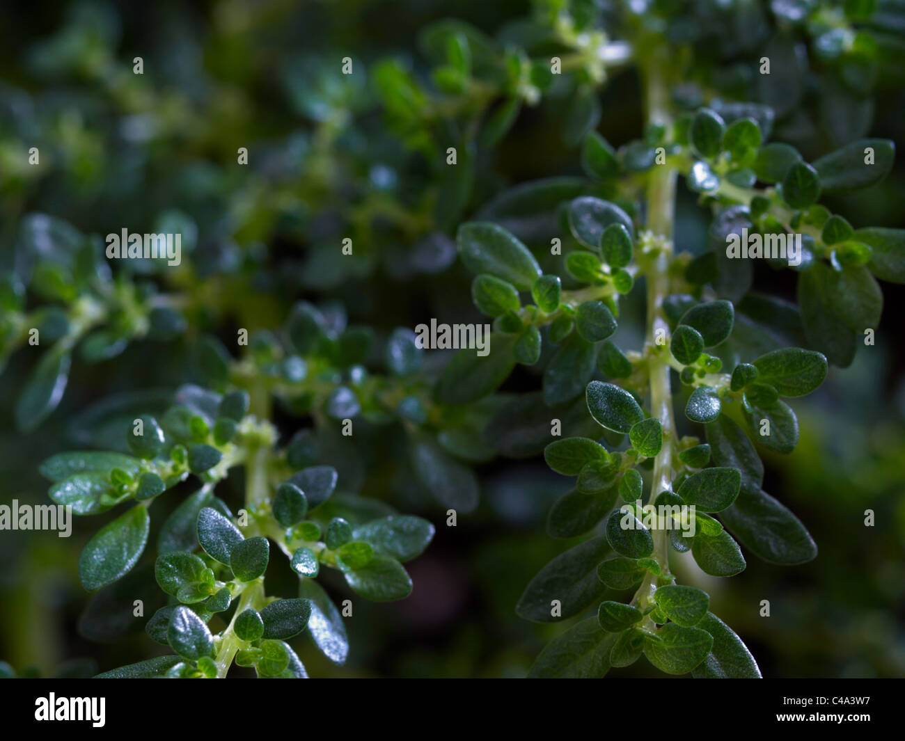 Niedrige Schlüsselbild eine Wasserpflanze Stockfoto