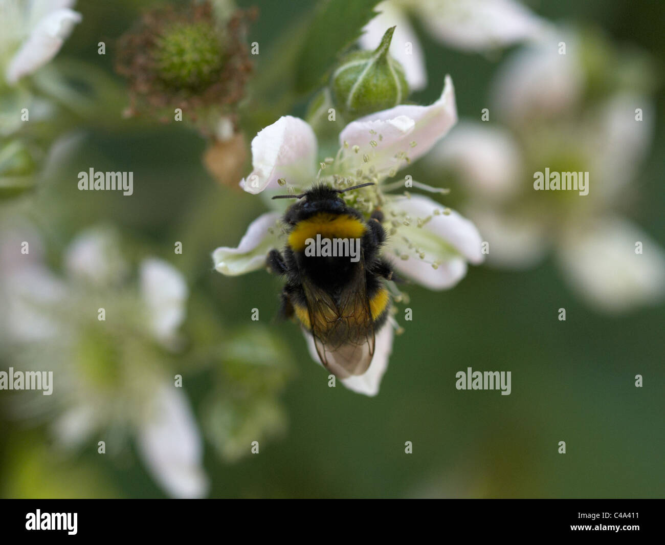 Hummel auf einer Himbeere Blüte. Stockfoto