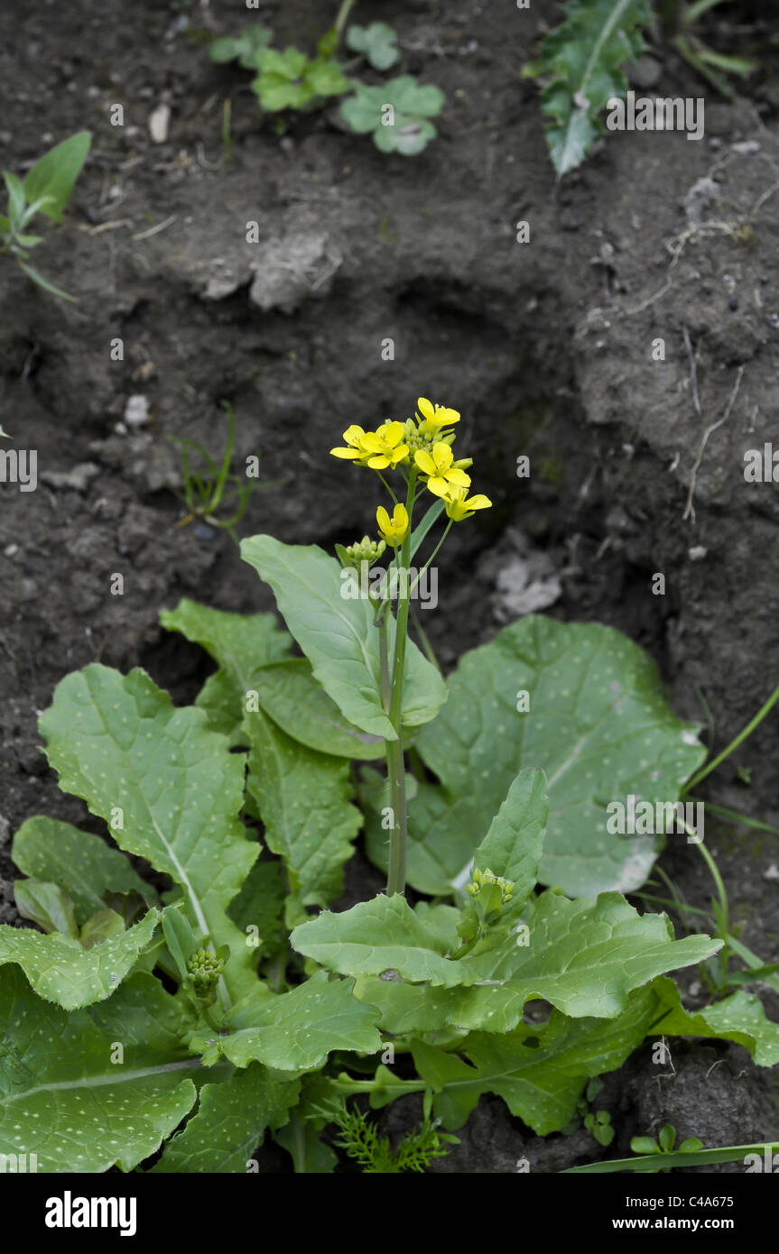 Feld-Kohl Stockfoto