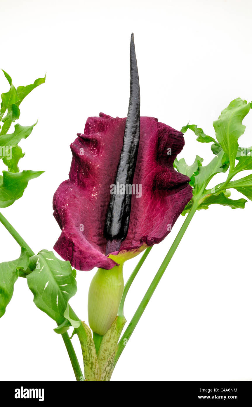 Nahaufnahme von Voodoo Lily vor weißem Hintergrund Stockfoto