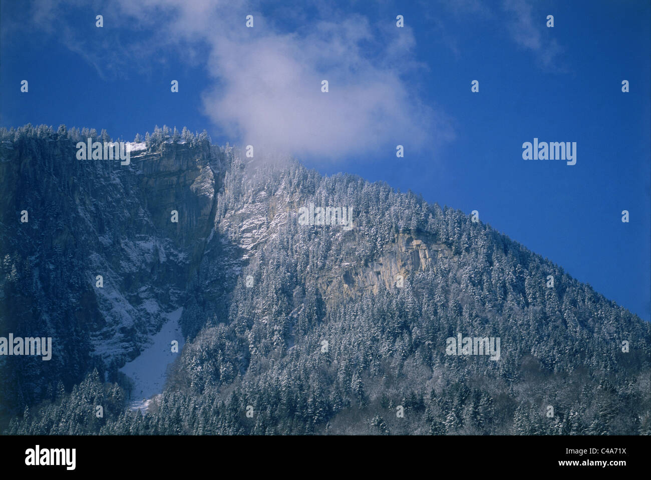 Foto von den verschneiten Bäumen auf den Alpen in der Schweiz Stockfoto