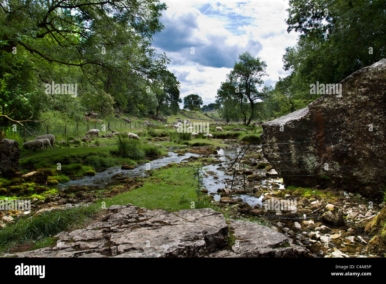 Schafbeweidung in Malham Yorkshire Dales UK Stockfoto