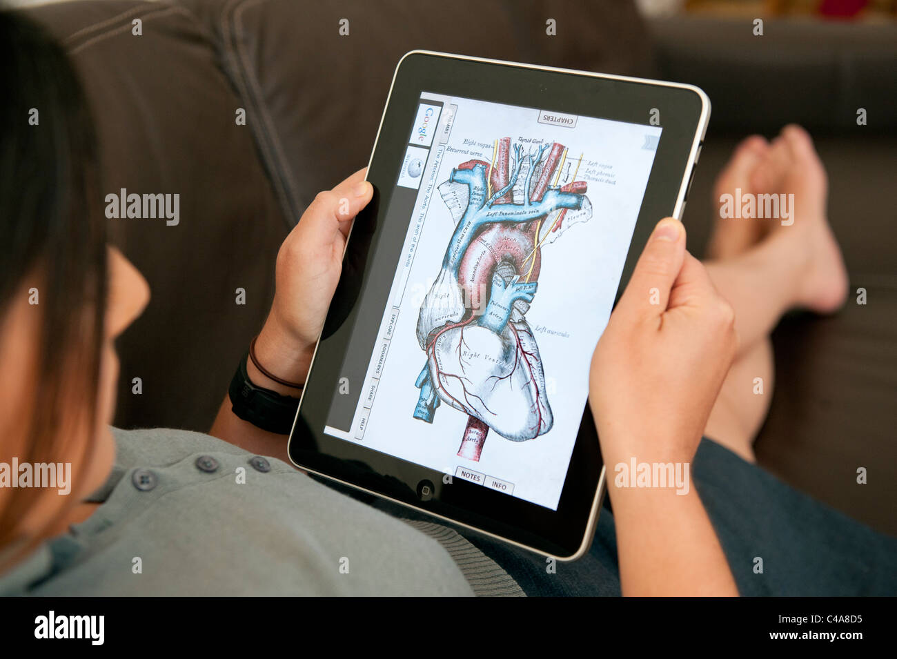 Nahaufnahme von Frau mit digitalen Tablet-Computer iPad, menschliche Anatomie mit Greys Anatomy Gesundheits-app zu studieren Stockfoto