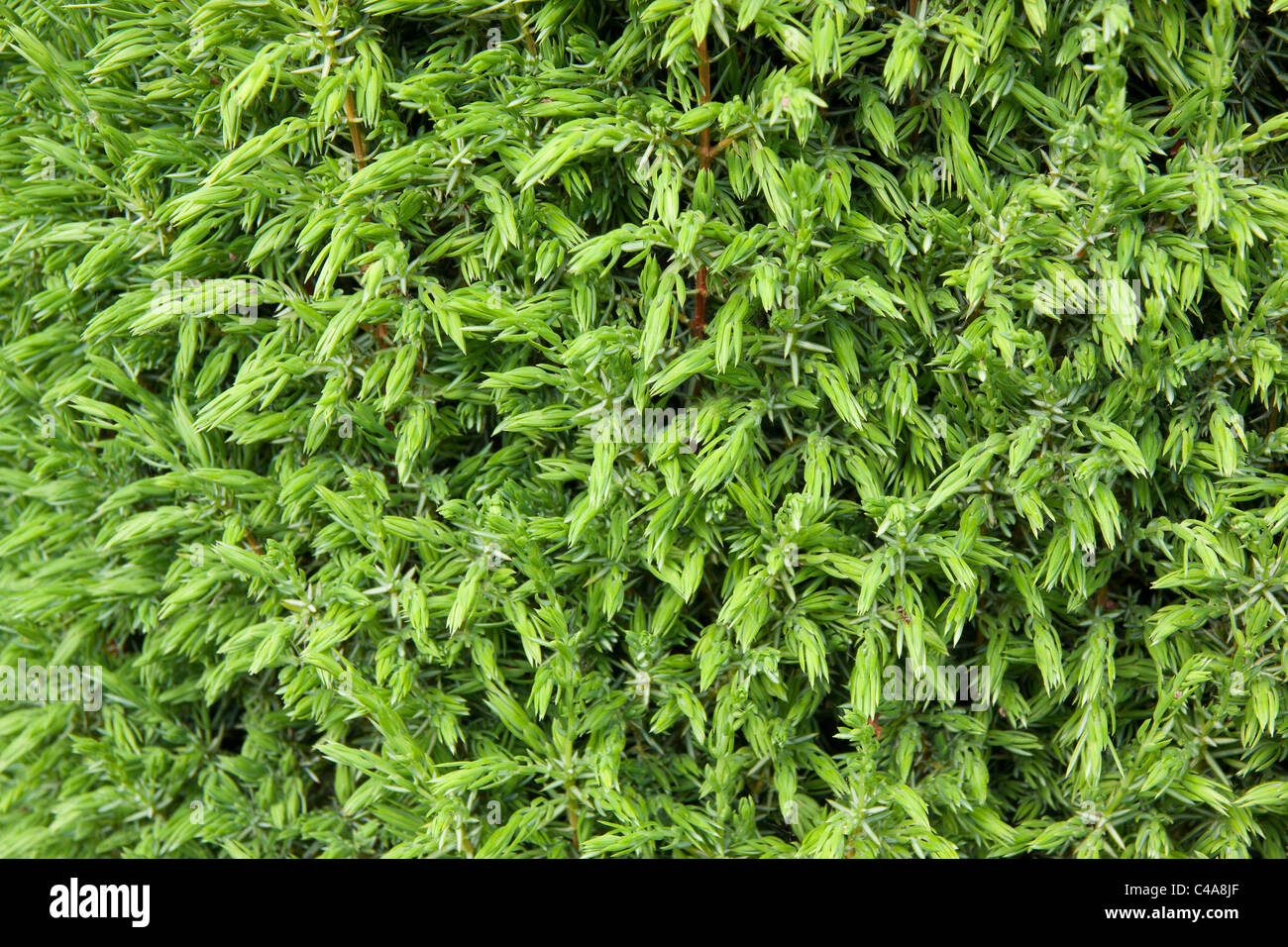 Dichten Liguster-Hecke, geeignet für den Hintergrund. Stockfoto