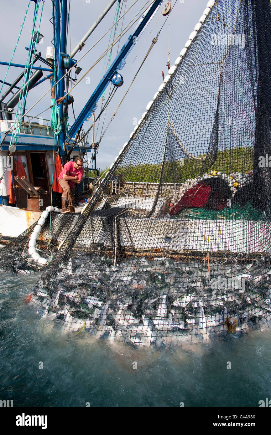 Prince William Sound, Alaska. Eine glückliche Fischer Lächeln auf seinem Boot mit seinem Fang der Buckellachs in ein Netz in Alaska. Stockfoto