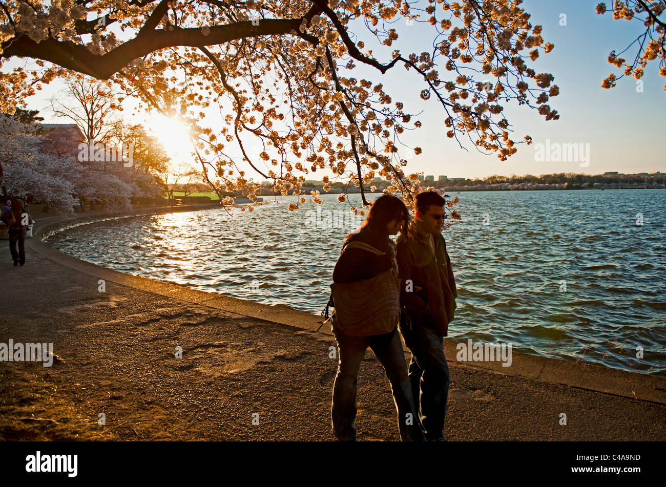 Ein Mann & Frau den Weg gehen um das Gezeitenbecken bei Sonnenuntergang in Washington, D.C. während Spitzenzeiten Blüte der Kirsche blüht Stockfoto