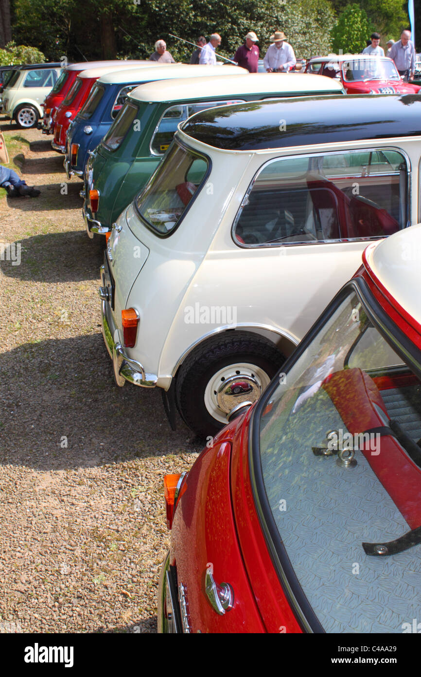 eine Reihe von klassischen Minis bei einer Oldtimer-Veranstaltung in County Armagh, Nordirland, Vereinigtes Königreich Stockfoto