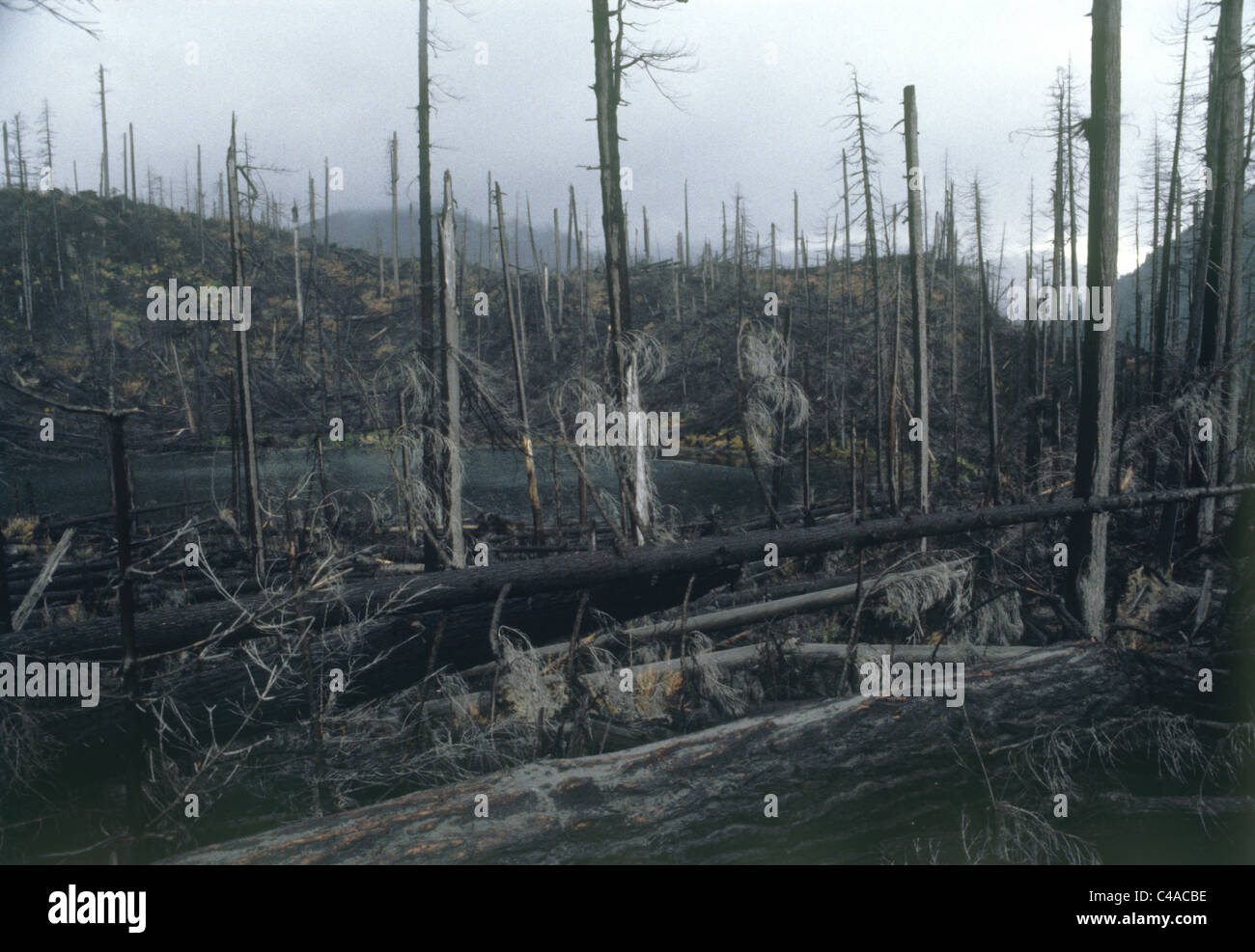 Foto von einem Wald in den Vereinigten Staaten von Amerika Stockfoto