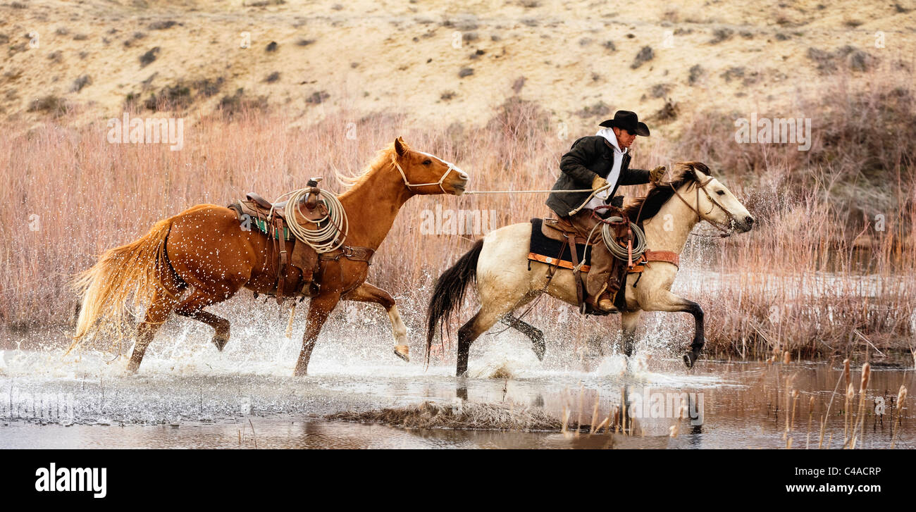 Cowboy Reiter und Pferd durch Wasser Stockfoto