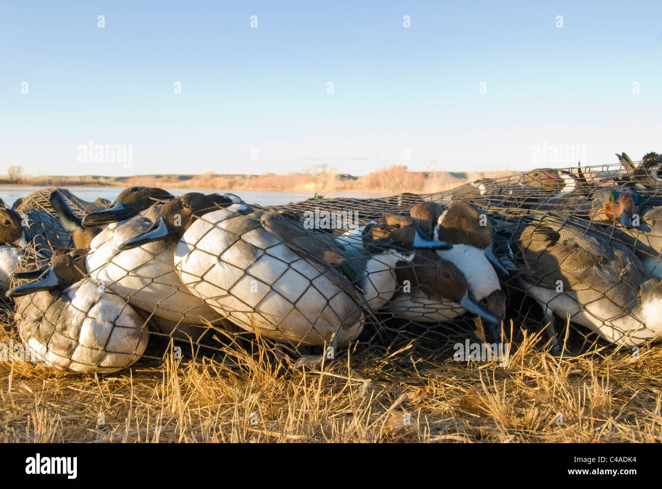 Nördlichen Pintail Enten zur Streifenbildung unter einer Kanone net an Bosque del Apache National Wildlife Refuge New Mexico erfasst Stockfoto