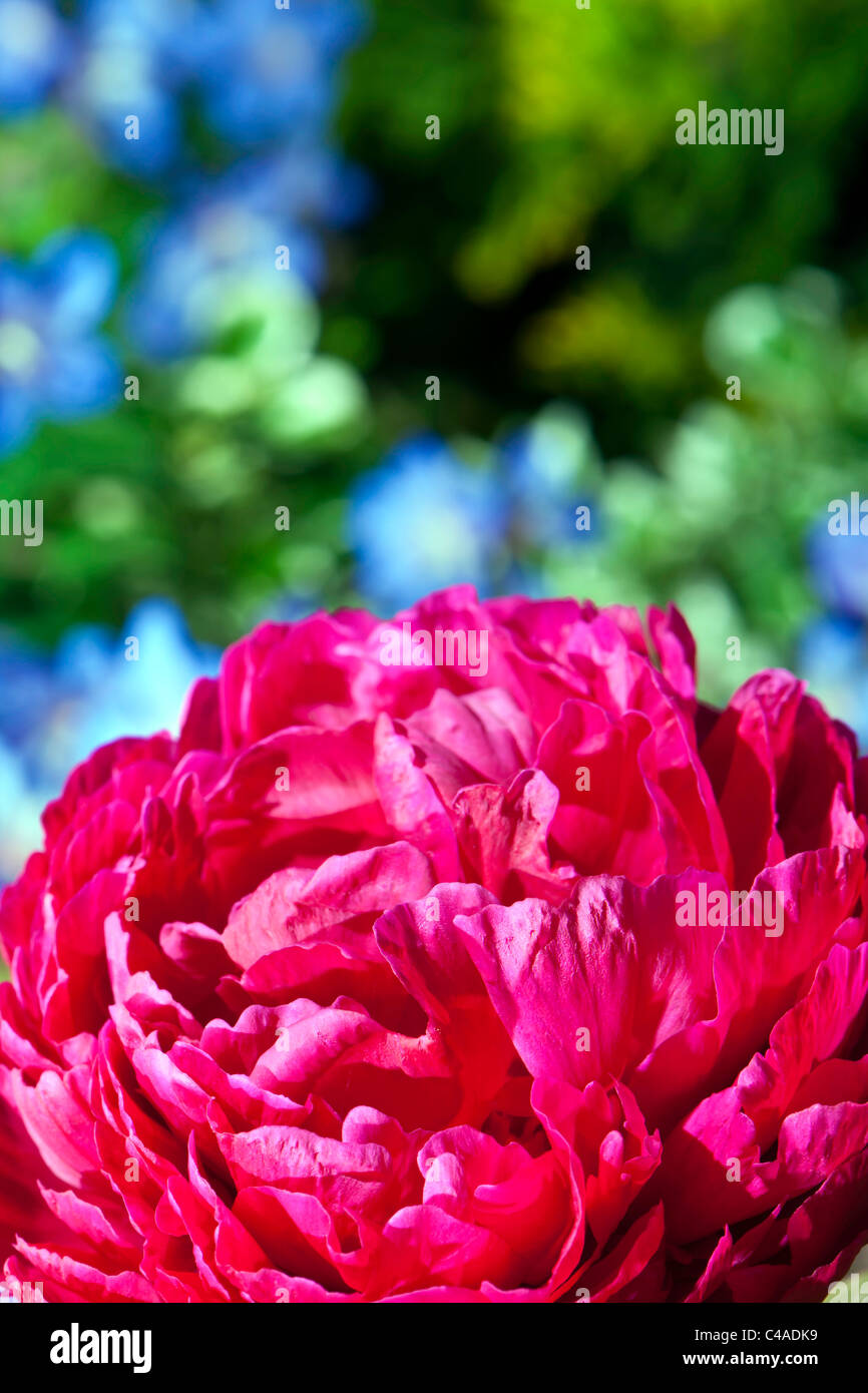 Paeony - voll auf Farbe Stockfoto