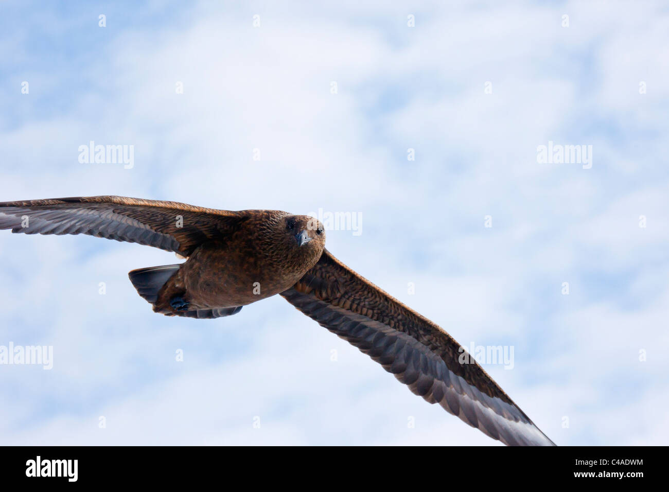 Große Raubmöwe oder bonxie (Catharacta skua) Vogel im Flug Shetland Islands, Schottland, Großbritannien, Großbritannien Stockfoto