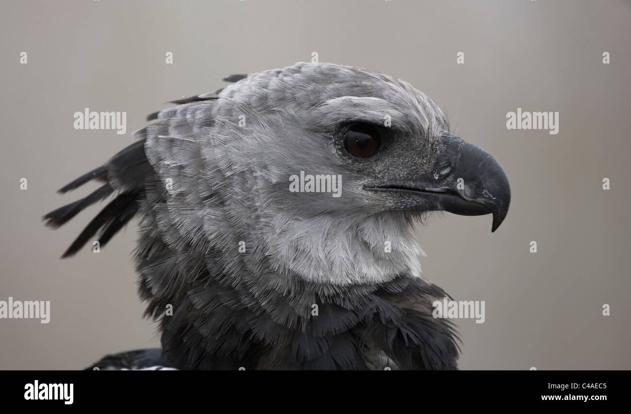 Harpyie (Harpia Harpyja) Captive Native zu der Neotropis der Name