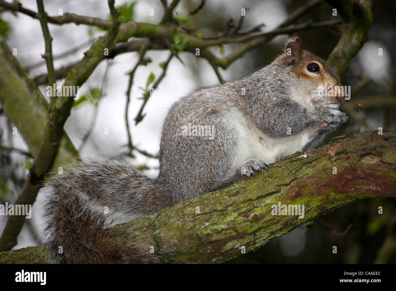 Eine graue Eichhörnchen saß thront auf einem Ast, der Verzehr von Nüssen in seinen Händen Kralle. Stockfoto