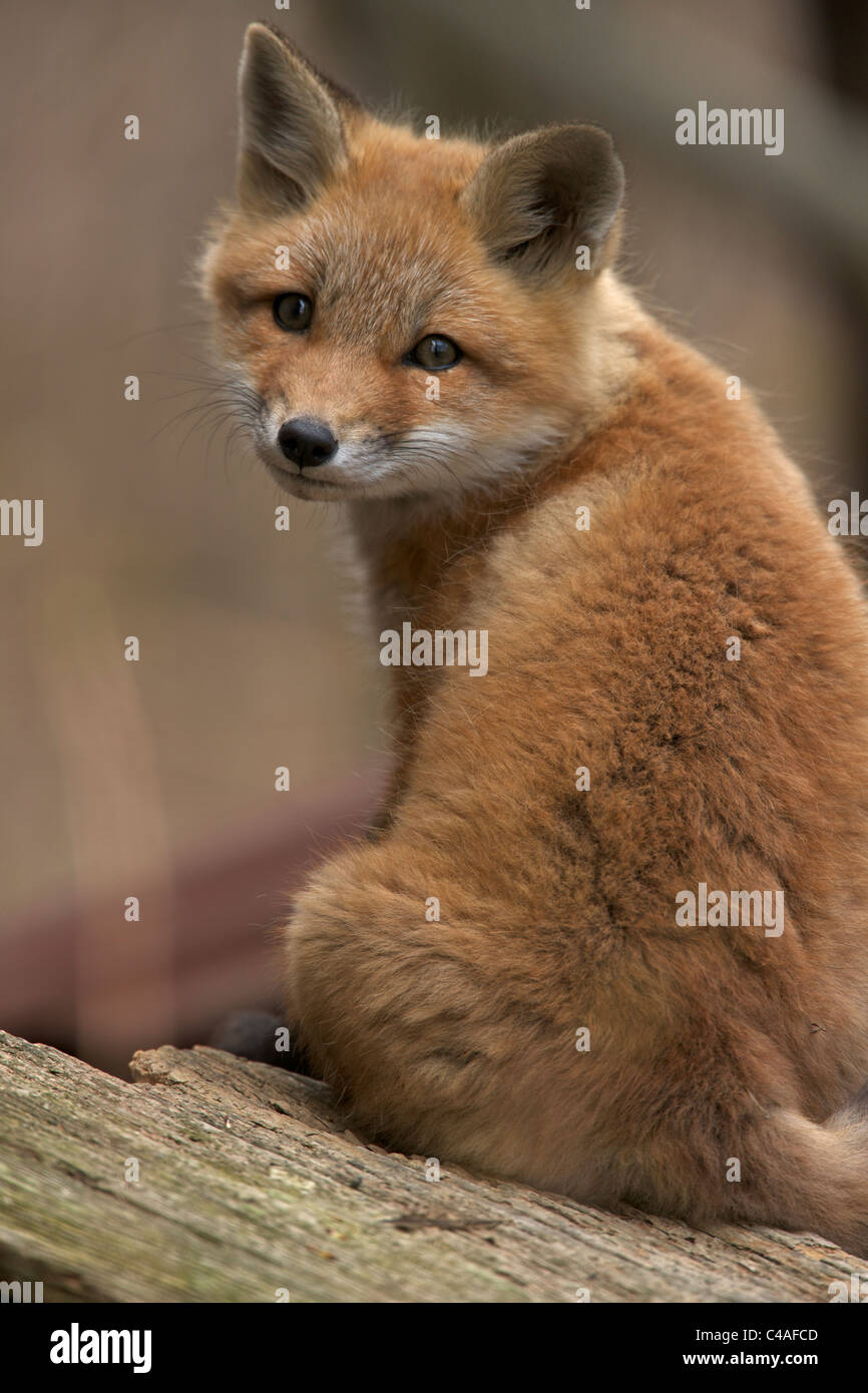 Welpen der Rotfuchs (Vulpes Vulpes) – ehemals Vulpes Fulva - New York - USA - Stockfoto