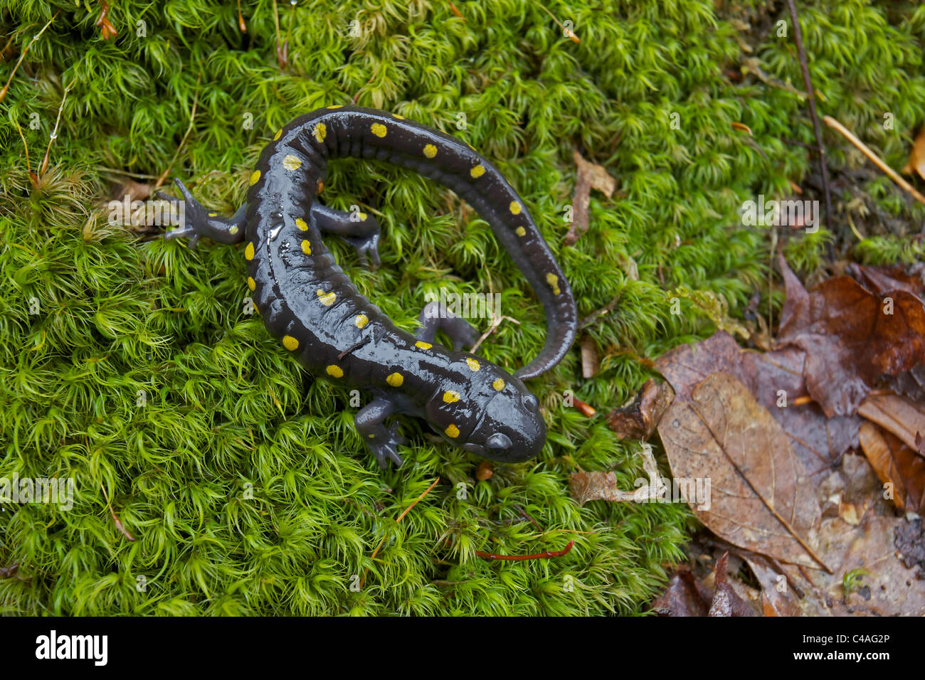 Spotted Salamander (Z.B. Aronstab) New York USA Zucht Teich im