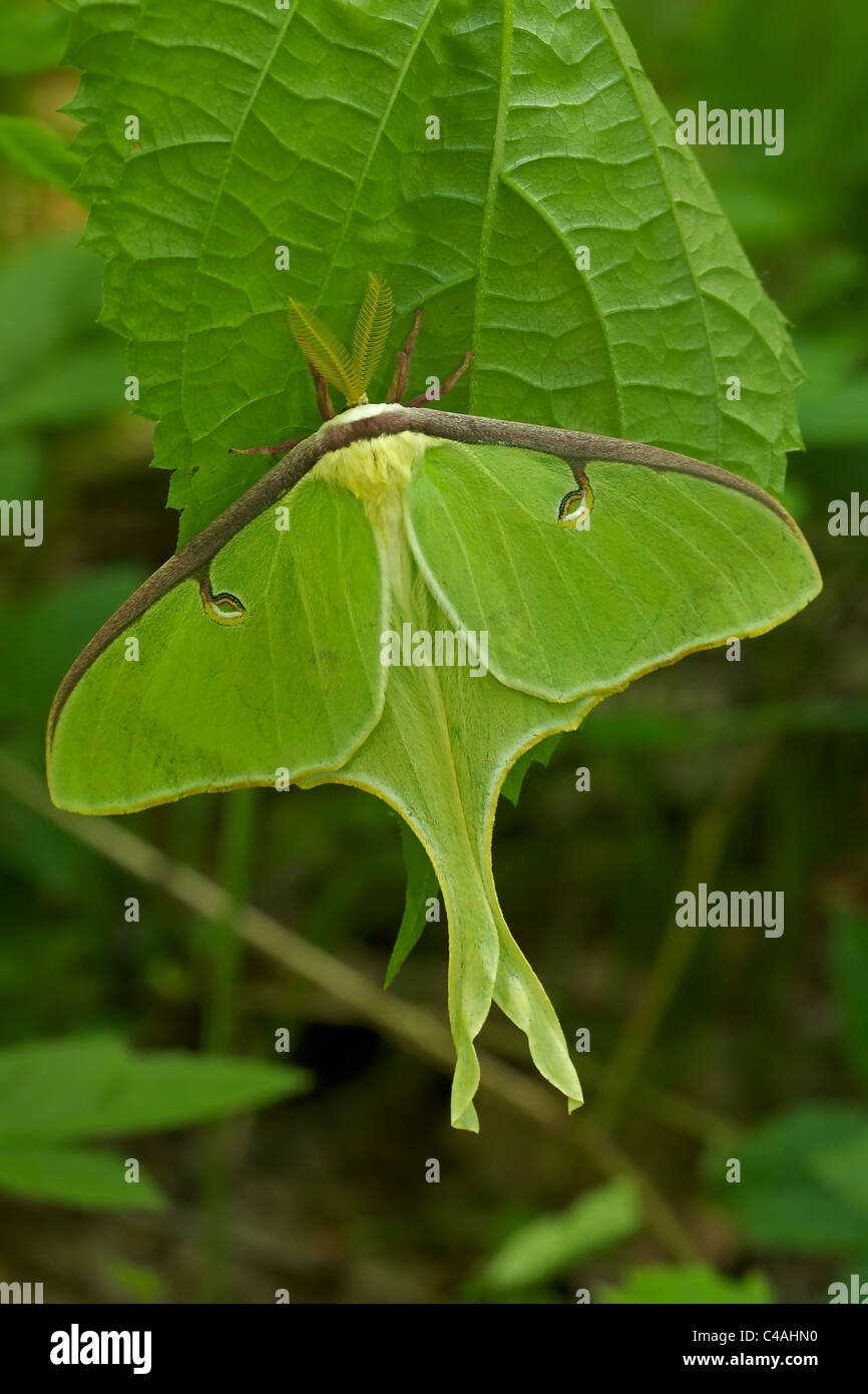 Luna Motte (Actias Luna) - entstanden neu Erwachsenen - New York - USA - Familie Saturnidae - eine der schönsten Motten Stockfoto