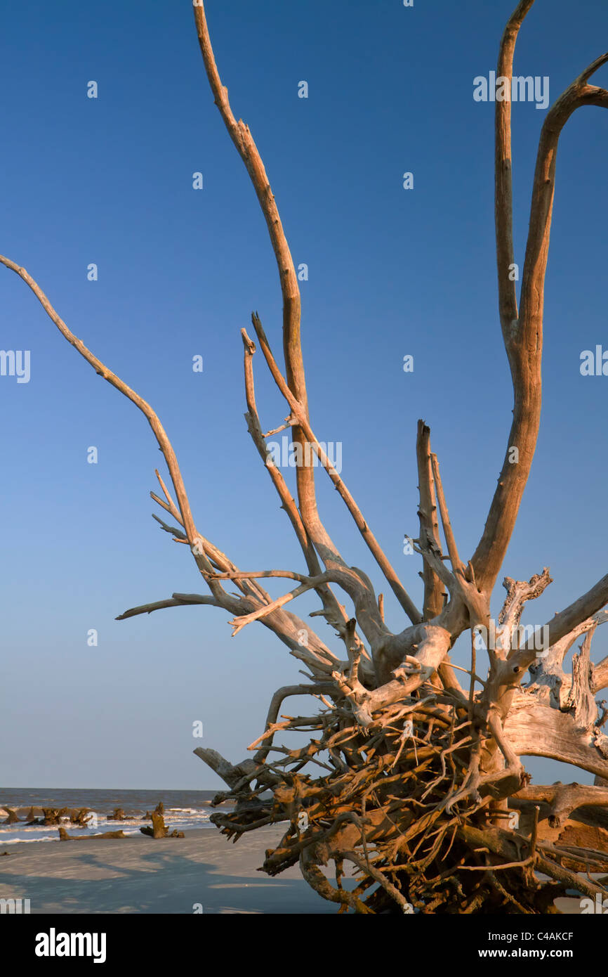 Treiben Sie Holz an der Meeresküste unter dem Abendlicht, Jekyll Island, Georgia, USA. Stockfoto