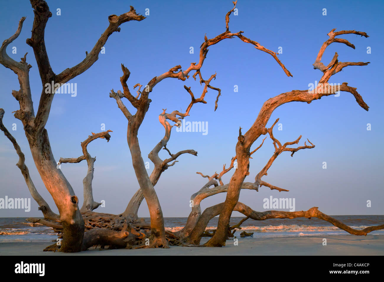 Treiben Sie Holz an der Meeresküste unter dem Abendlicht, Jekyll Island, Georgia, USA. Stockfoto