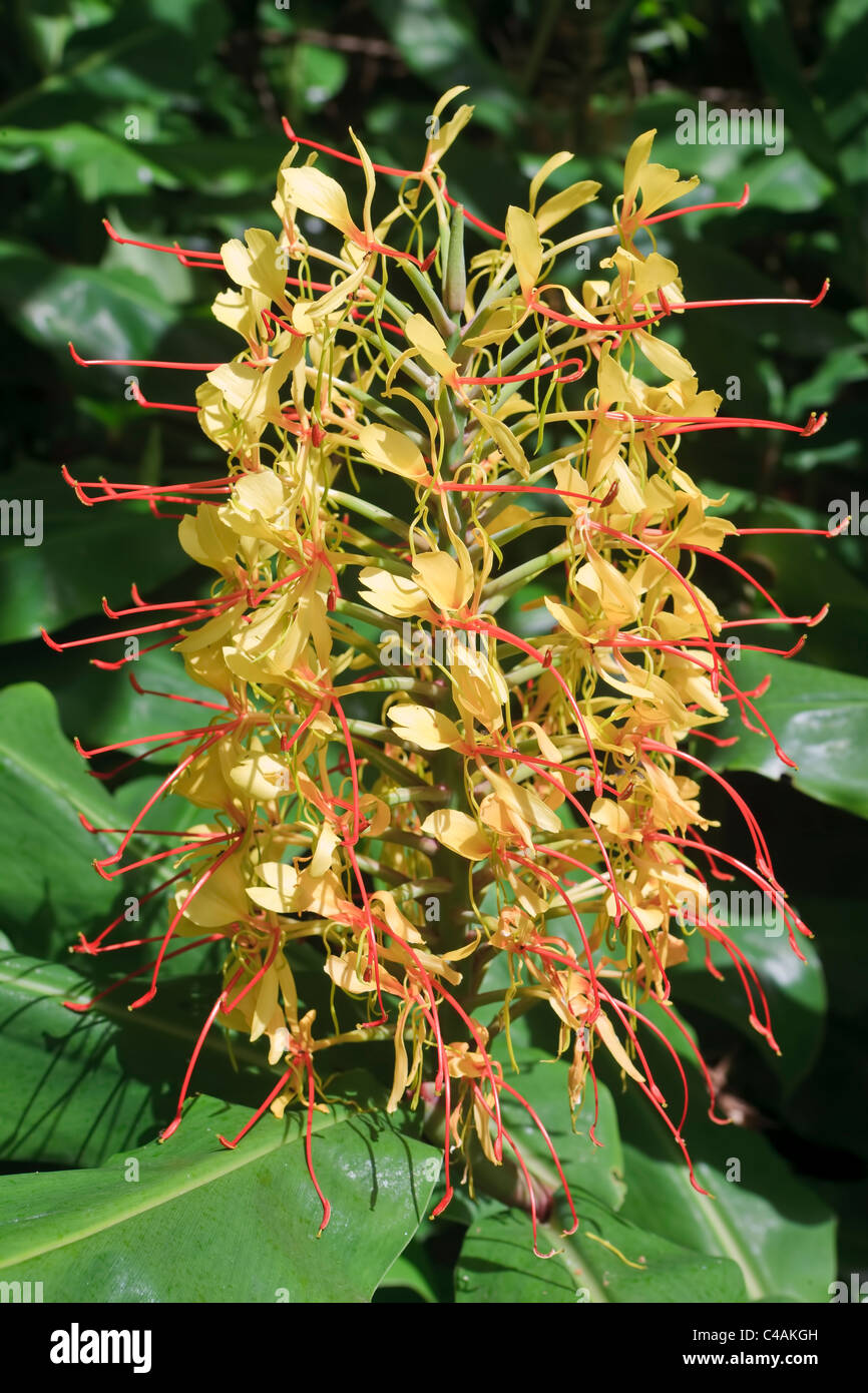 Ginger Lily bei Sete Cidades auf den Azoren Stockfotografie Alamy