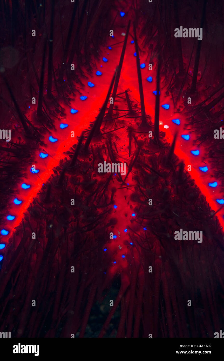 Seeigel leuchtet auf die Lembeh-Meerenge in Indonesien Stockfoto