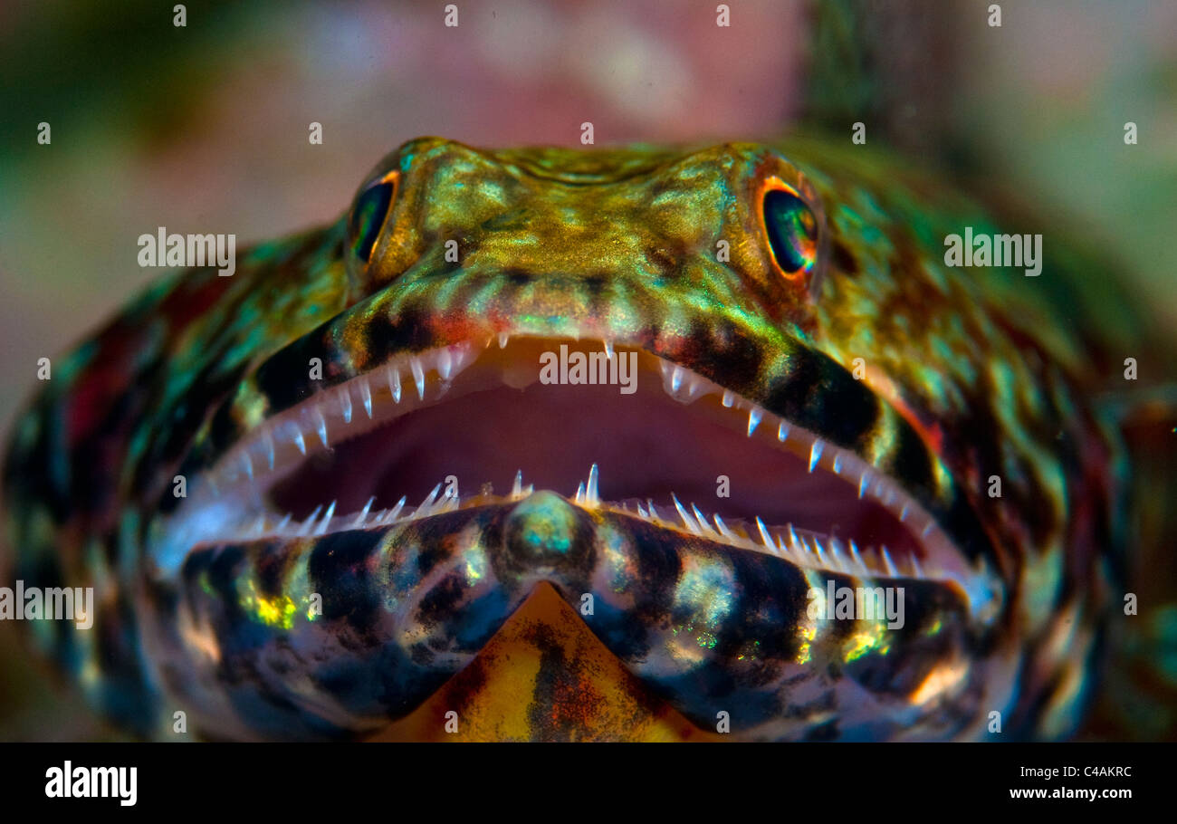 Eidechsenfische (Synodontidae) am Hausriff KBR, Lembeh Straße, Indonesien Stockfoto