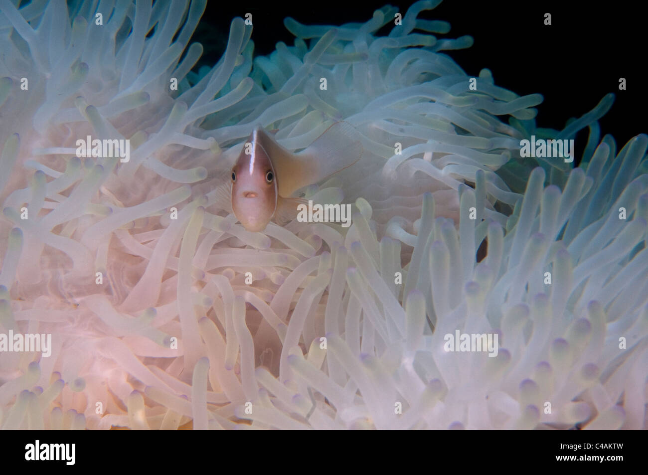 Rosa Anemonenfische (Amphiprion Perideraion) auf weiße Anemonen am Hausriff KBR, Lembeh Straße, Indonesien Stockfoto