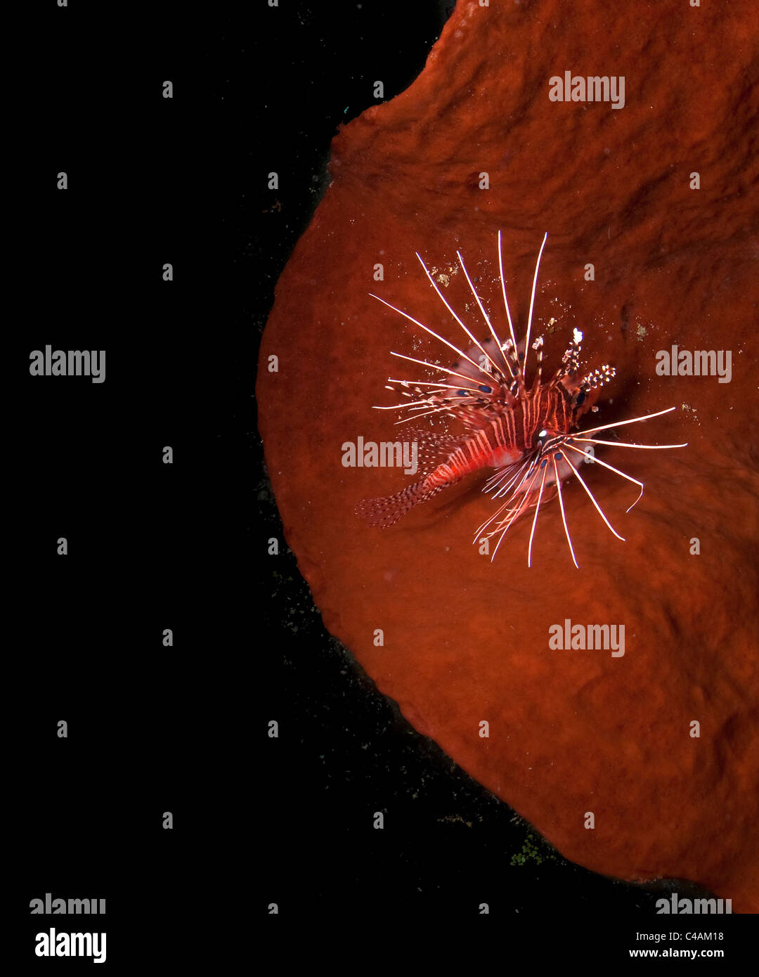 Zebra Rotfeuerfische (Dendrochirus Zebra) auf Korallen auf der Straße von Lembeh, Indonesien Stockfoto