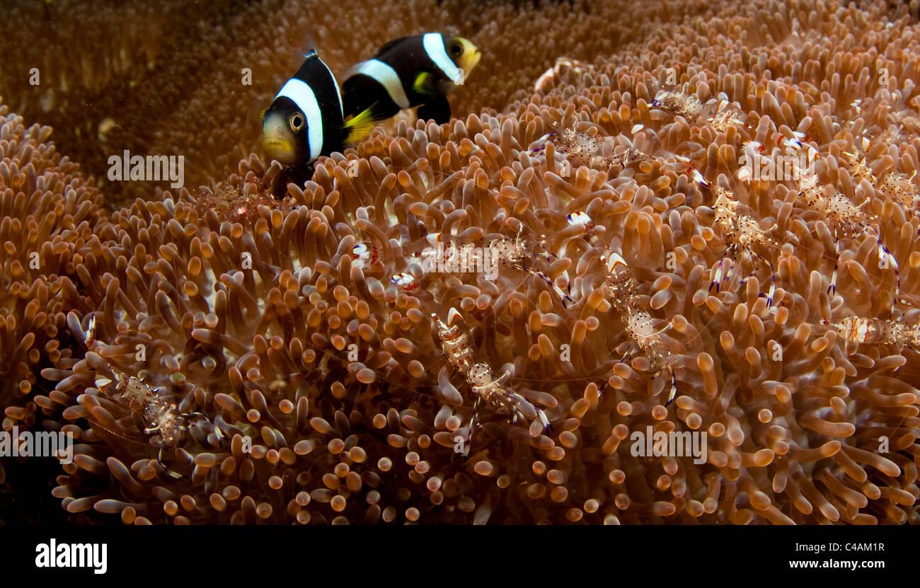Panda Anemonenfische (Amphiprion Polymus) Jagd Garnelen (Periclemenes Tosaensis) am KBR Hausriff in der Lembeh-Straße Stockfoto