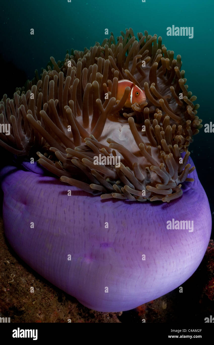 Rosa Anemonenfische in einer Anemone Kugel am KBR Hausriff in der Straße von Lembeh, Indonesien Stockfoto