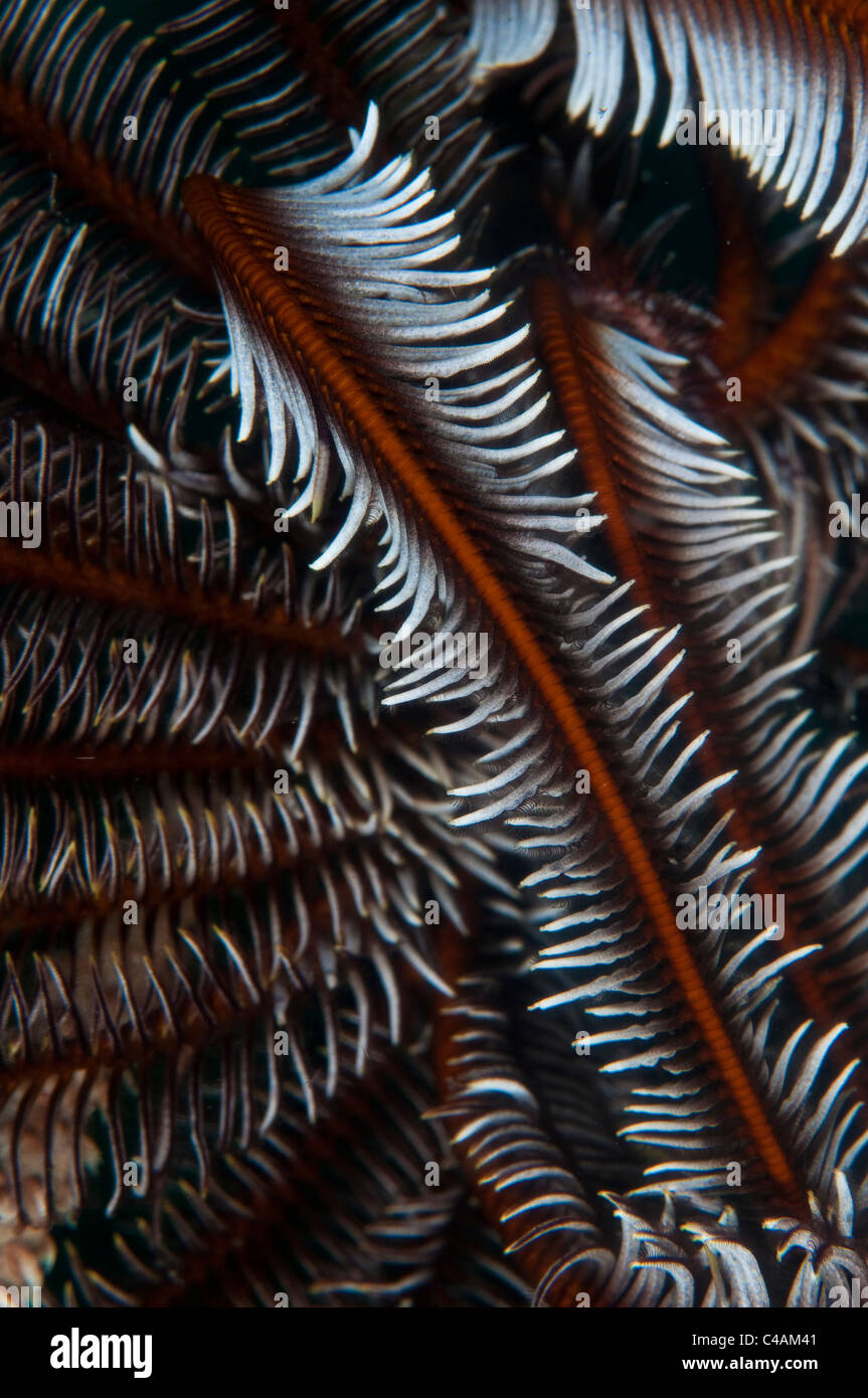 Farben und Formen von Crinoid auf die Nudi Retreat 1 Tauchplatz in der Straße von Lembeh, Indonesien Stockfoto