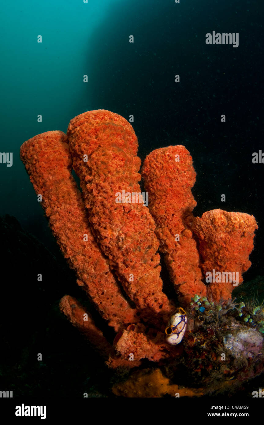 Schwämme auf die Nudi Falls Tauchplatz in der Lembeh-Straße Stockfoto